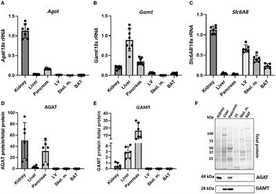 Influence of homoarginine on creatine accumulation and biosynthesis in the mouse